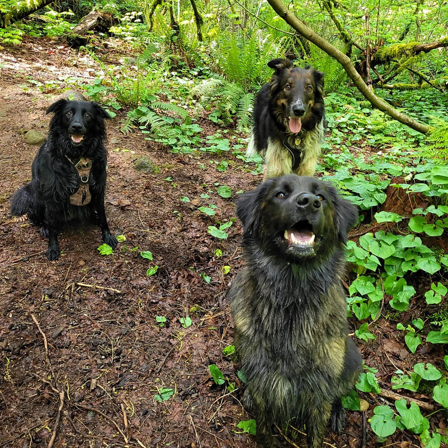 Woof and Stuff Walks pack walk