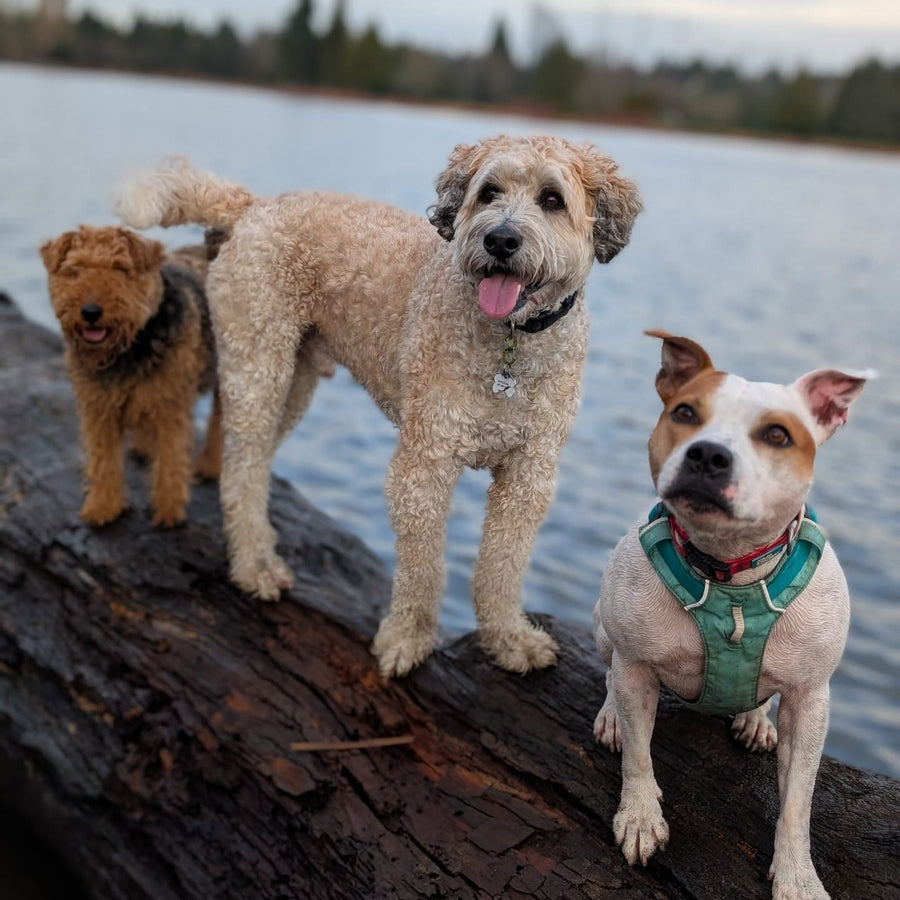 Dogs on an adventure hike