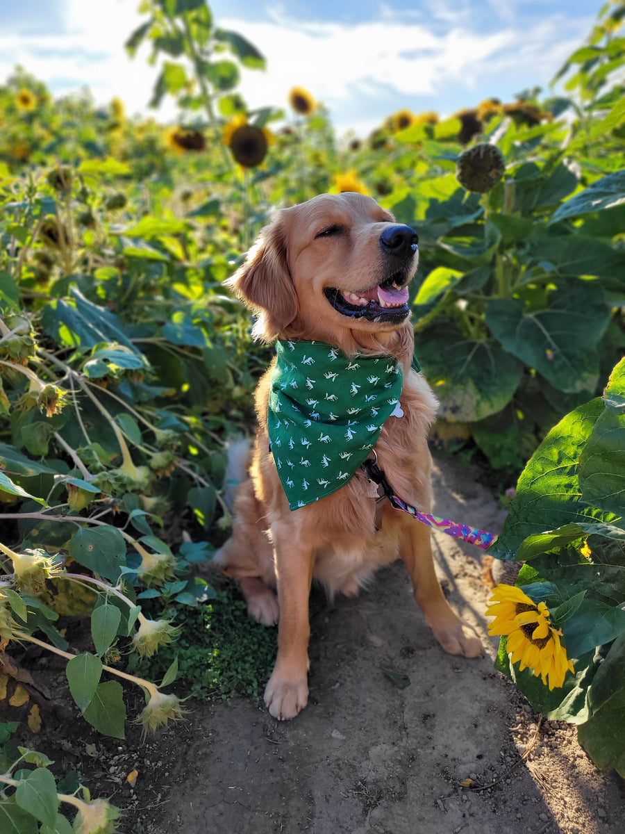 Tucker: The Adventure Blogging Canine