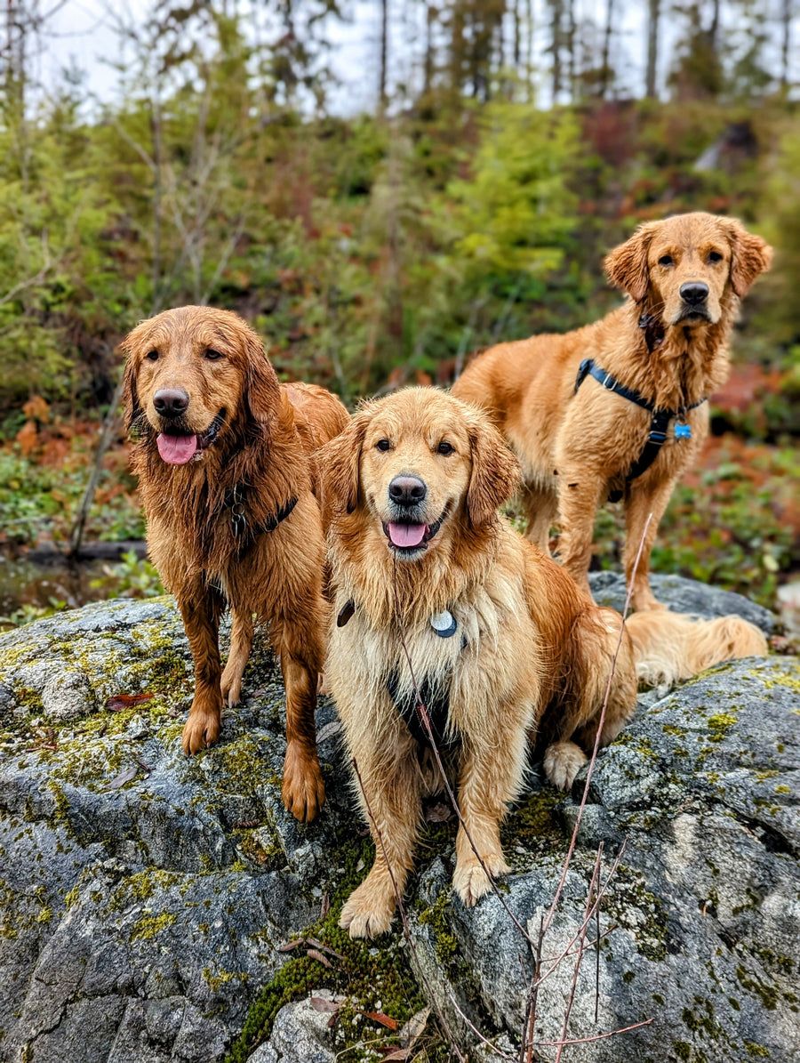Harnesses