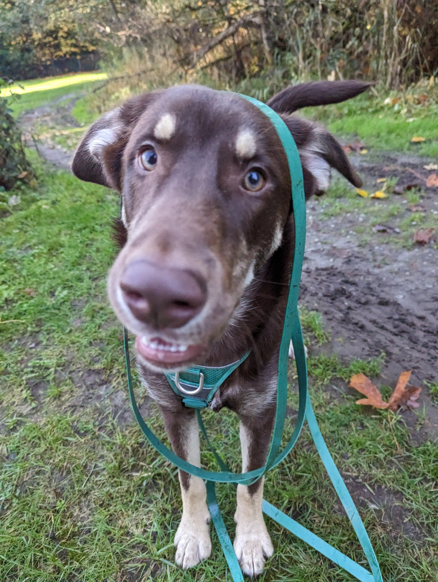 Long Lines: Ultimate Training Leashes Collection