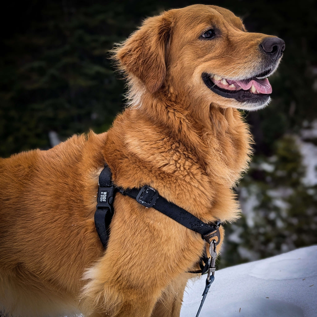 Harnesses - Wholesale