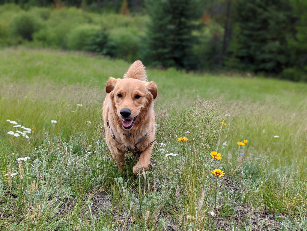 A happy golden puppy running through a meadow