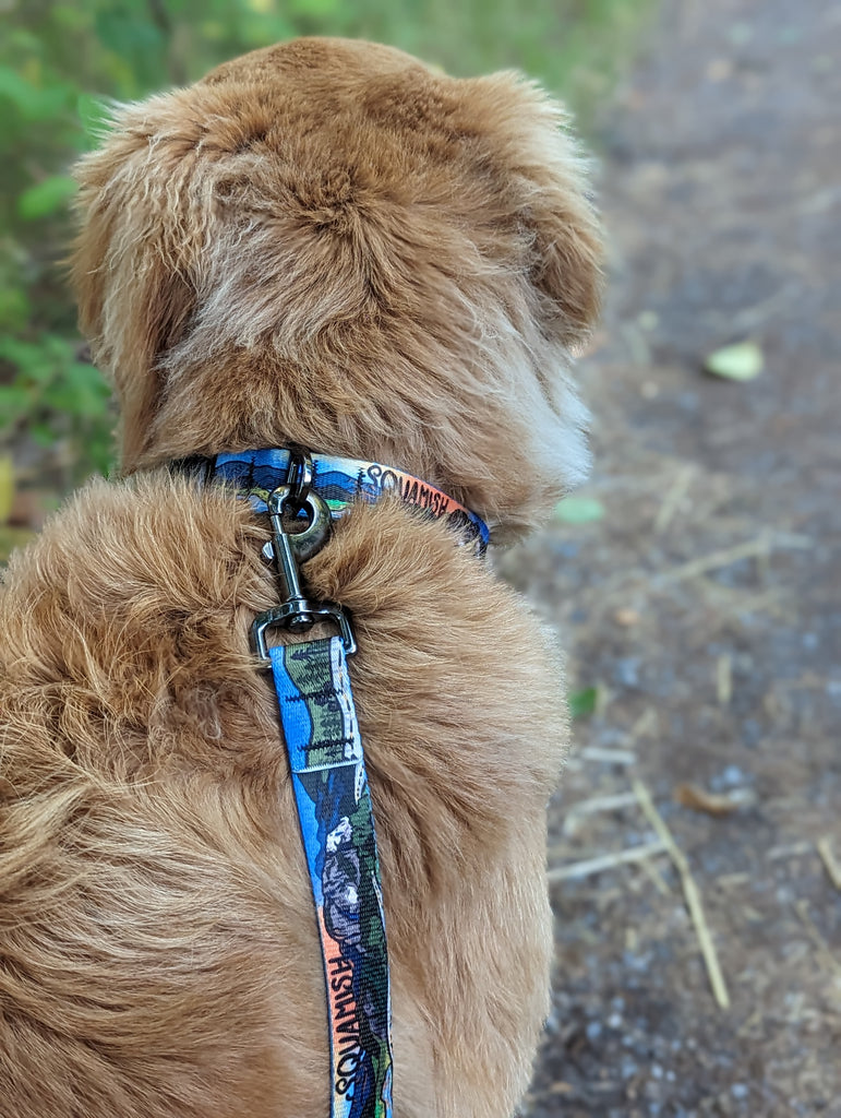 A Golden retriever wearing our signature squamish leash and collar set, looking out to the stawamus chief