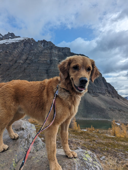 Meet Tucker