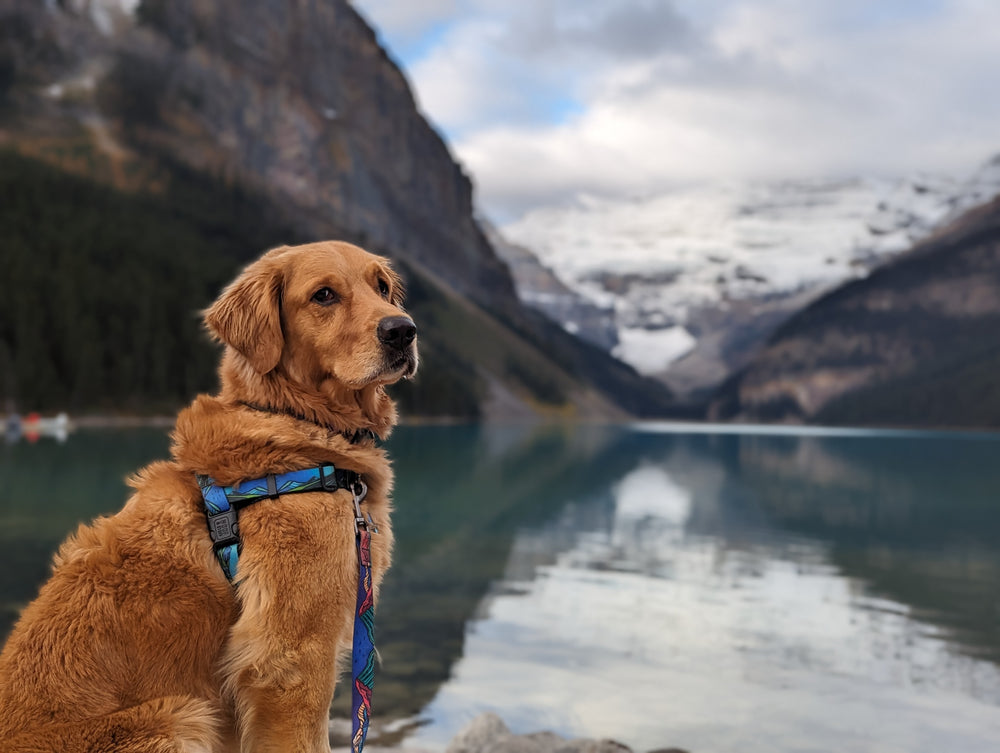 Tucker adventure