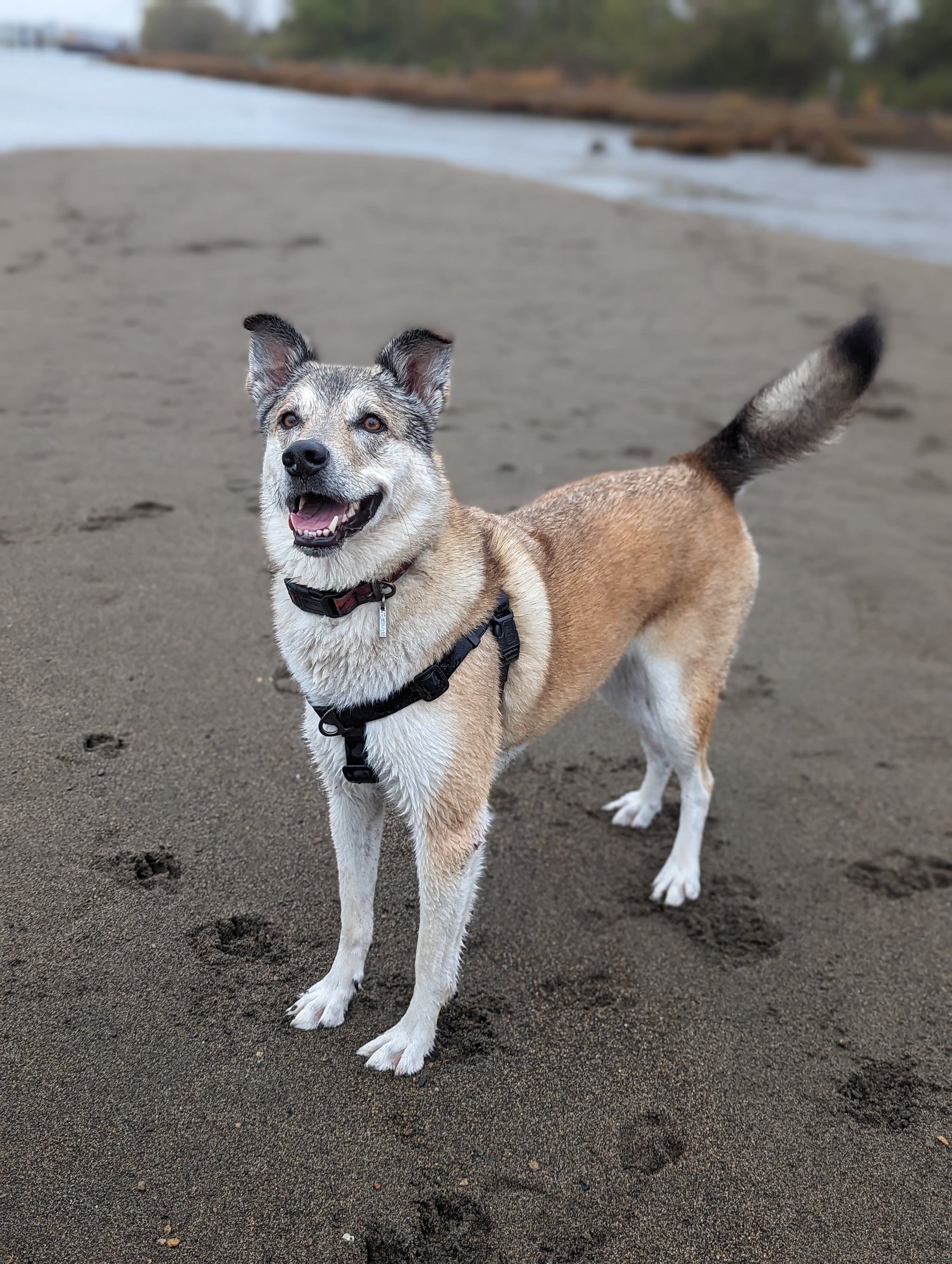 Raven Waterproof Adventure Harness – Woof & Stuff