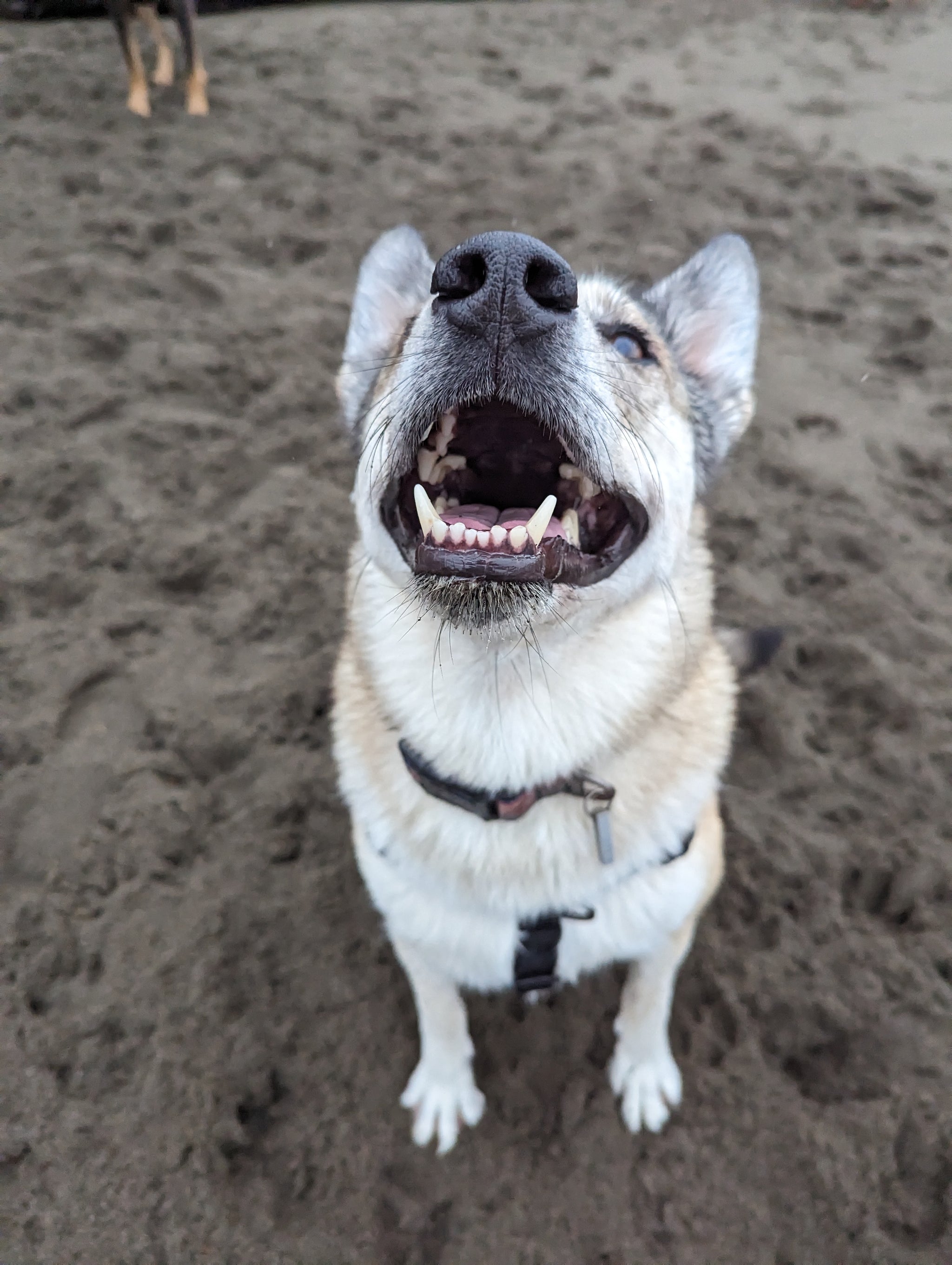 Raven Waterproof Adventure Harness – Woof & Stuff