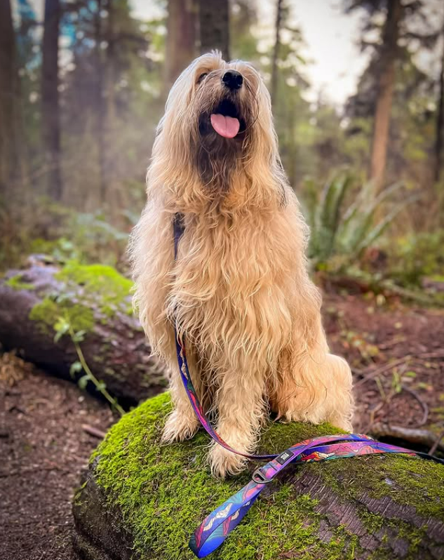 A long-haired golden dog sitting on a mossy log in a forest, wearing a colorful patterned leash.