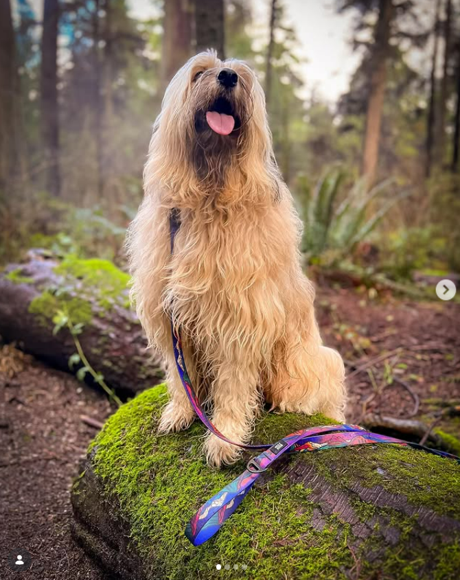 Woof & Stuff customer dog