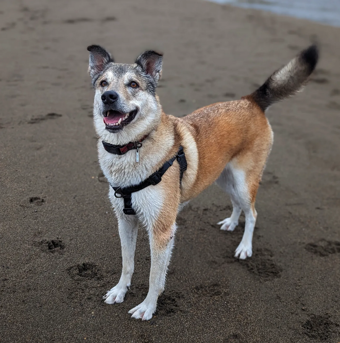 Woof & Stuff customer dog