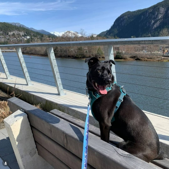 Woof & Stuff customer dog