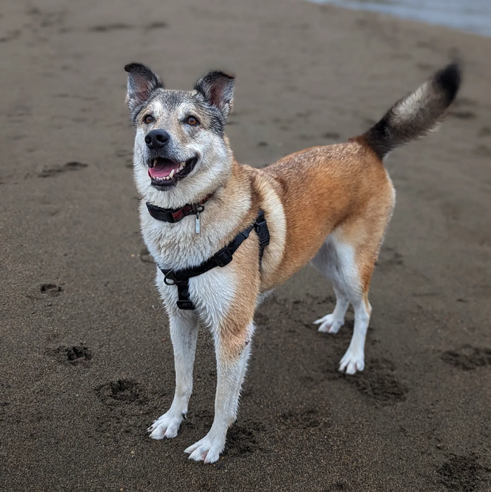 @furociouslypawsome