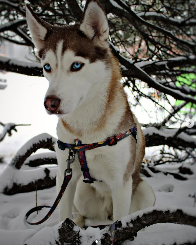 @ivy_n_scotch_huskies