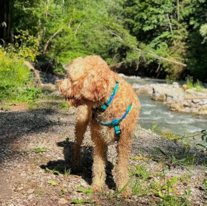 @montriond.ald