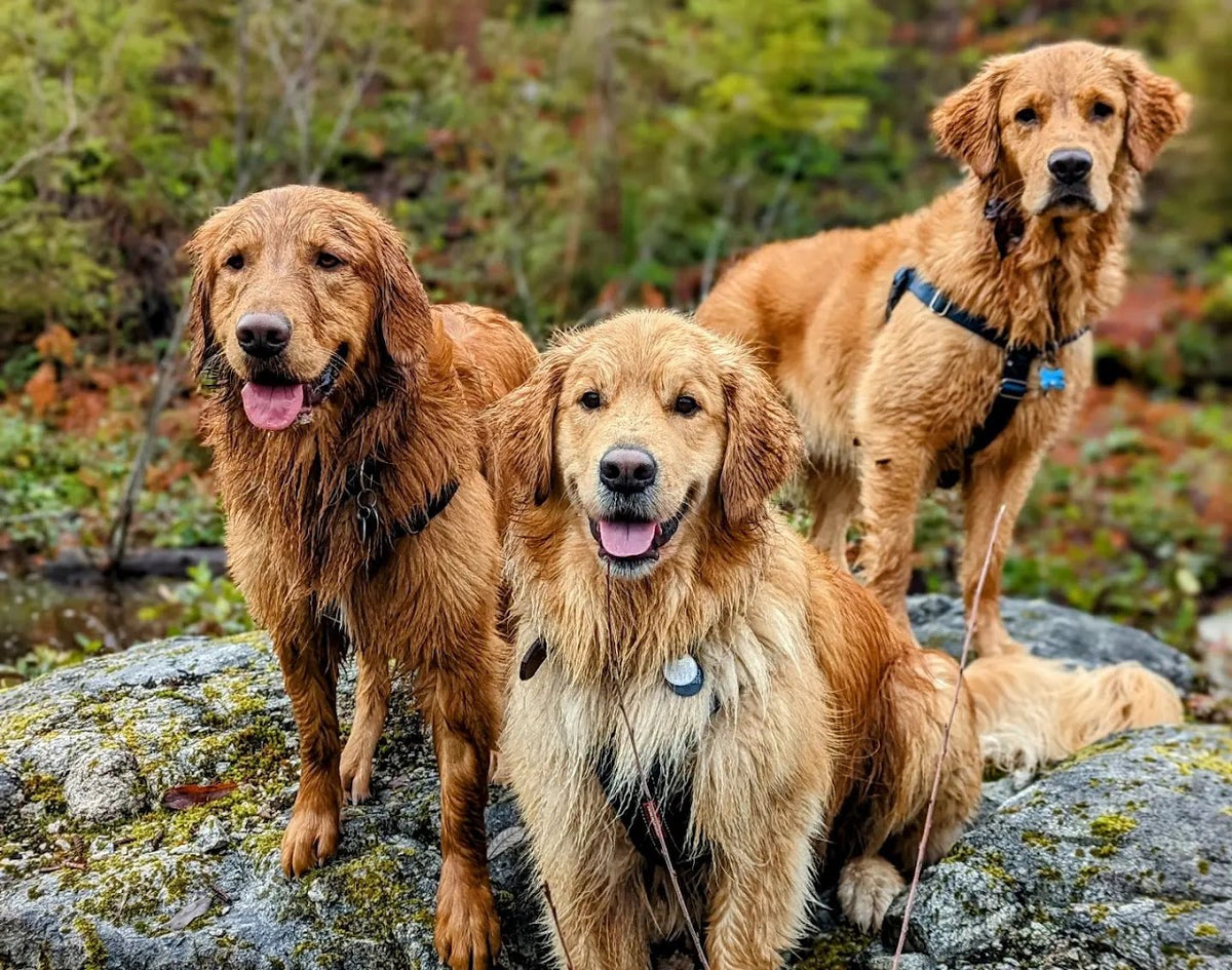 Woof & Stuff dog drop-in visits
