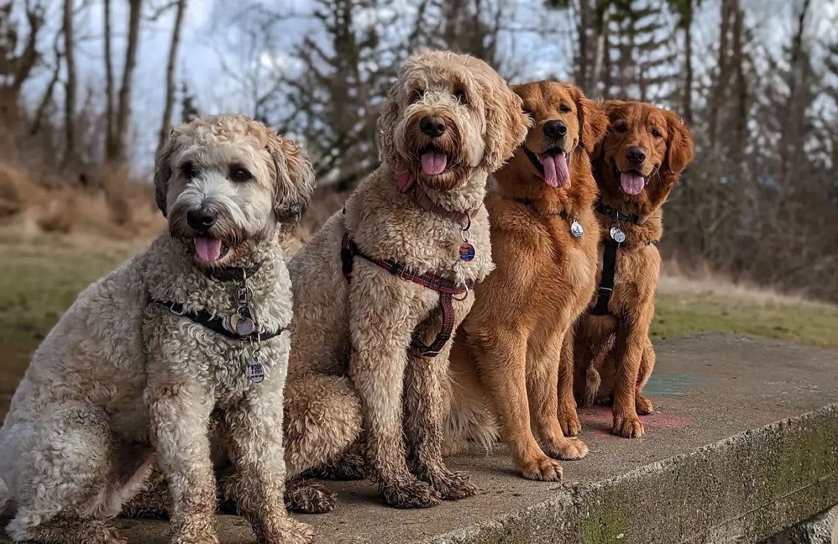 Dogs enjoying an adventure walk with Woof & Stuff Walks