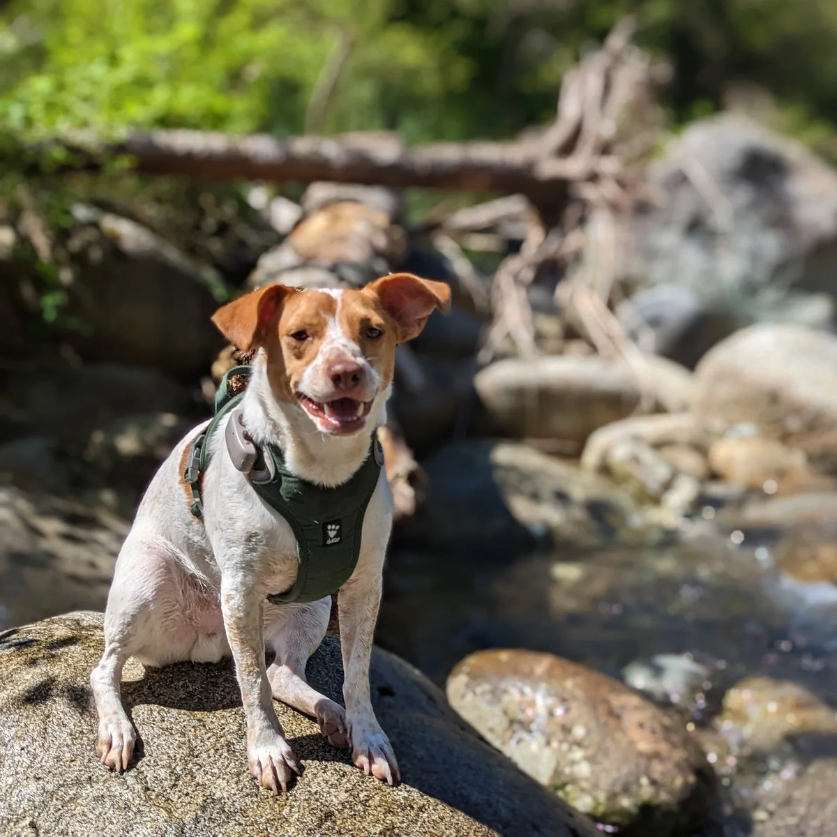 Dogs enjoying an outdoor adventure in British Columbia