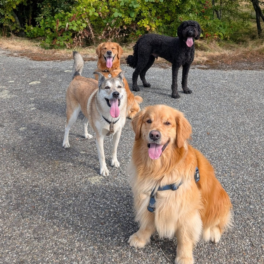 Dogs exploring a local trail